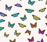 Andover - Color Wheel by Allison Glass butterflies on white